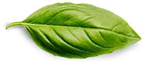 basil leaf 3